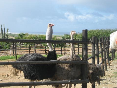 20060121142248   Ostrich Farm
